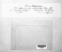 Uromyces appendiculatus image